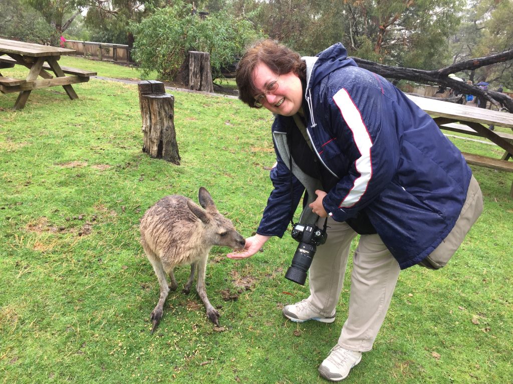 Feeding kangaroos in Tasmania